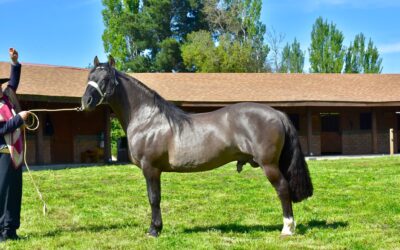 Club Negrete en esta cena, da la bienvenida a la temporada de rodeo 2025-2026.