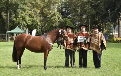 Expo cautín Otoño 2026